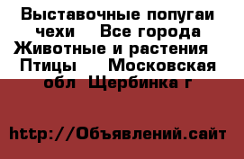 Выставочные попугаи чехи  - Все города Животные и растения » Птицы   . Московская обл.,Щербинка г.